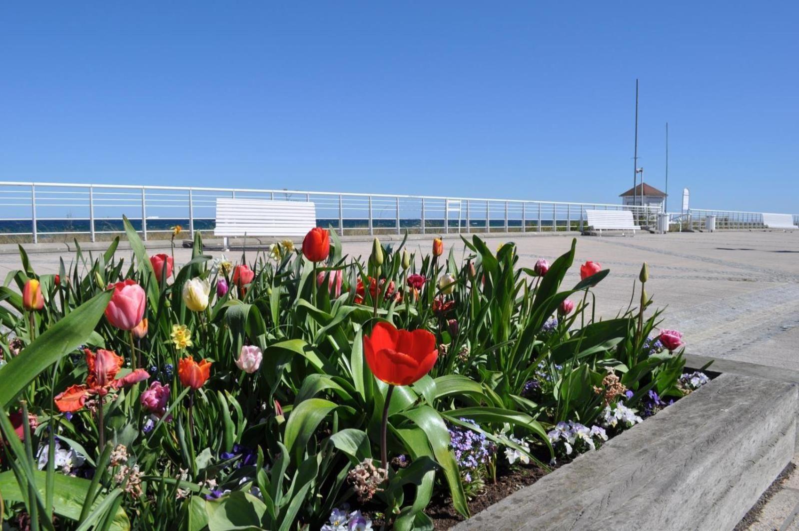 Ferienwohnung 07 Ringel Ostseebad Kühlungsborn エクステリア 写真